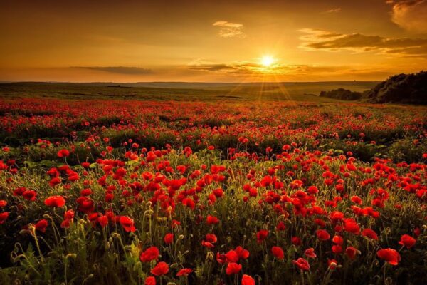 Photo de coquelicots à propos de West – Image 2