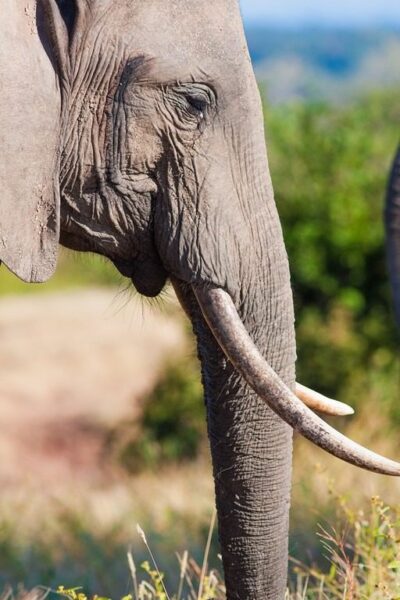 Une image d'un éléphant de profil – Image 2
