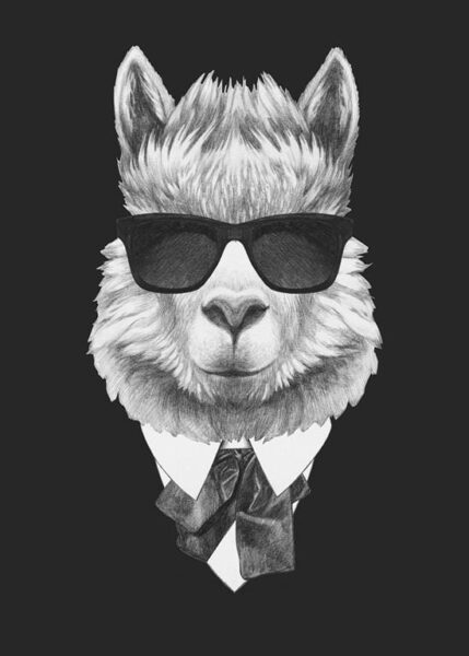 Image d'un lama en chemise – Image 2