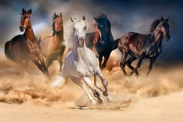 Image de chevaux qui courent – Image 2