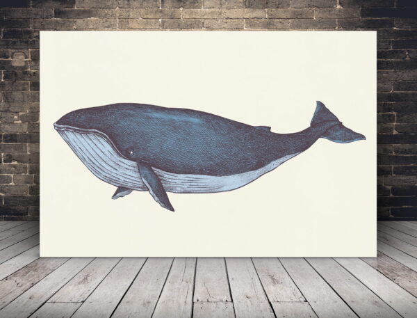 Une image d'une baleine bleue