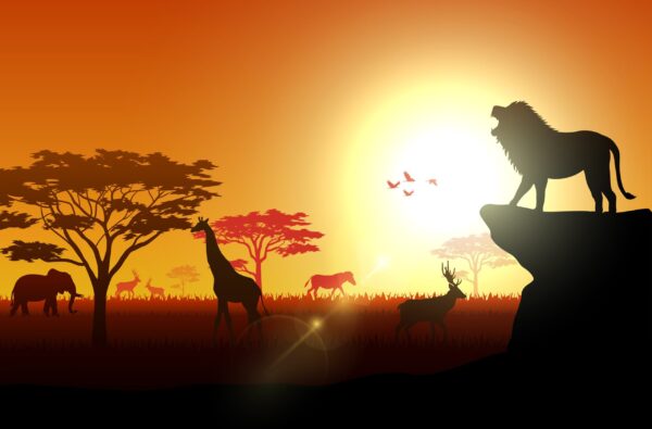 L'image de l'Occident sur la savane – Image 2