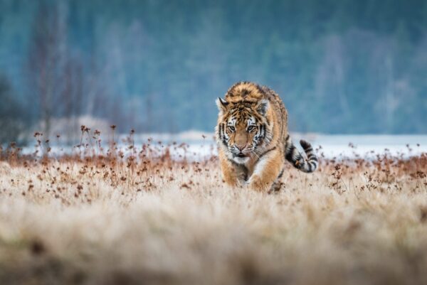 Image du tigre rampant – Image 2