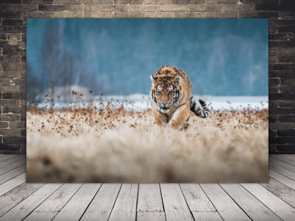 Image du tigre rampant