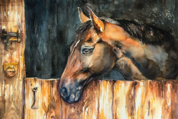 Image d'un cheval dans la cour – Image 2