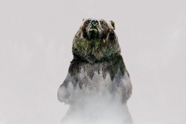 Image d'un ours debout dans le brouillard – Image 2
