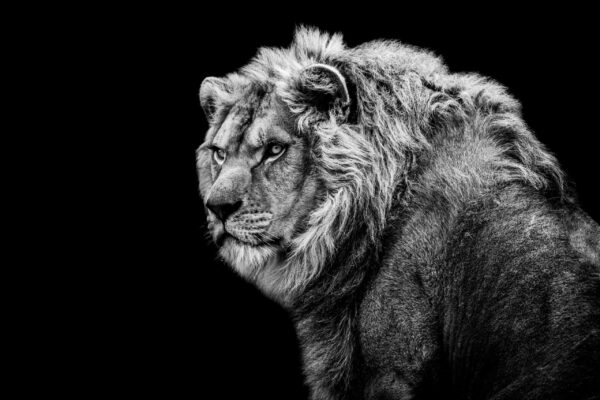 Image d'un lion blanc – Image 2