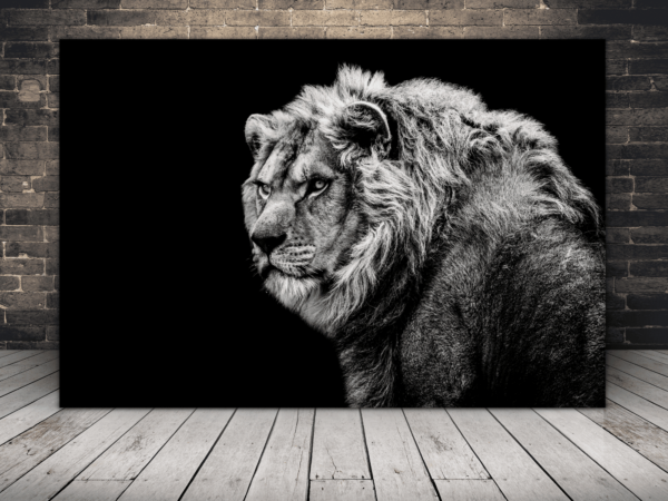 Image d'un lion blanc