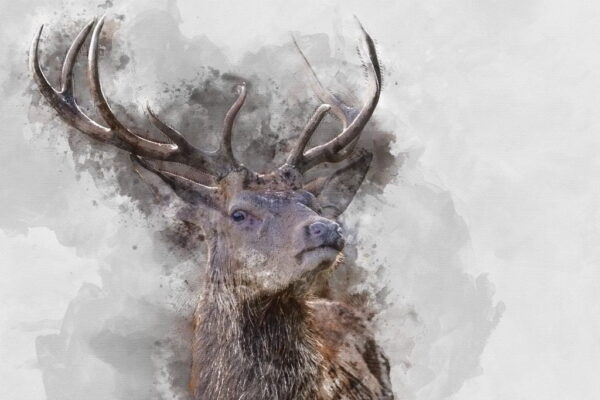 Une image d'un cerf fier – Image 2