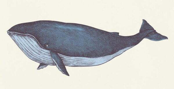 Une image d'une baleine bleue – Image 2