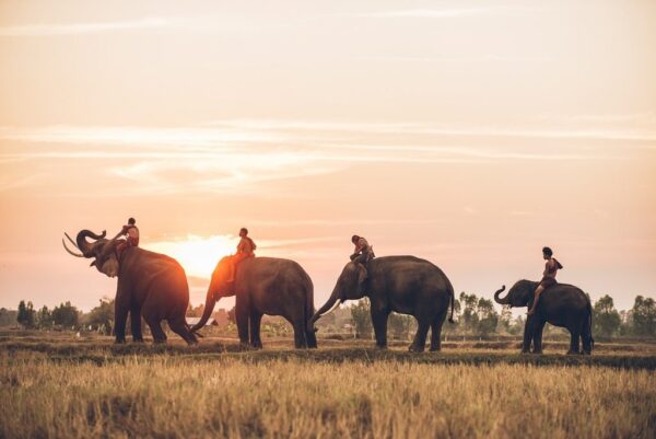 Image d'éléphants en Thaïlande – Image 2