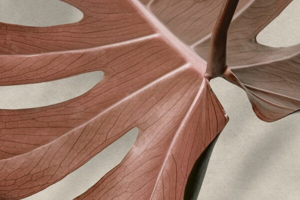 Une image d'une feuille sur la plage – Image 2