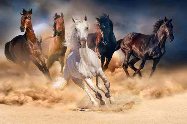 Image de chevaux qui courent – Image 2