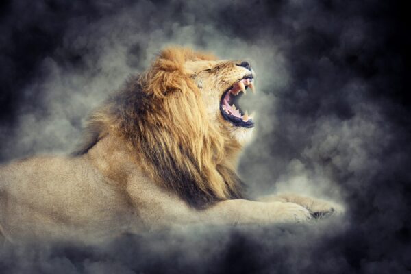 Une image d'un lion rugissant – Image 2