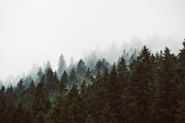 Papier Peint Dark Forest In Mist