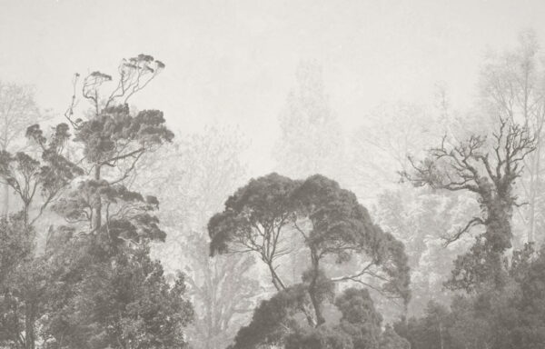 Papier Peint Tops Of Exotic Trees In Mist