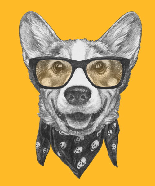 Image d'un chien à lunettes – Image 2