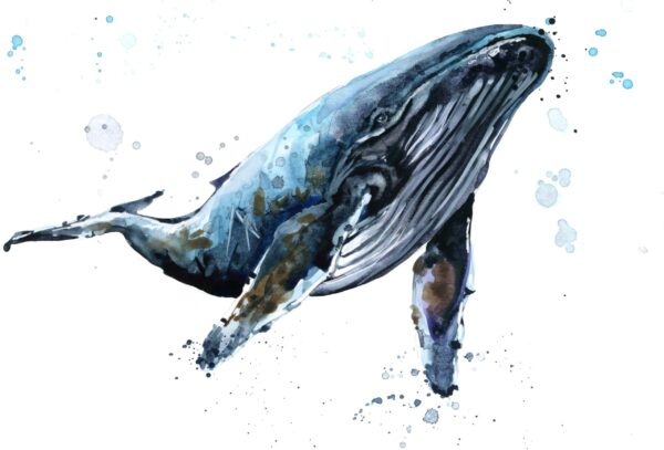 Image d'une baleine bleue – Image 2