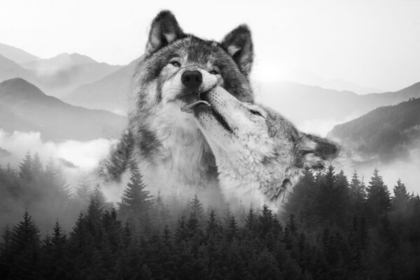 Papier peint Deux loups