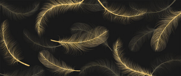 Papier peint Plumes sur fond noir