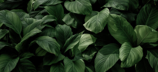 Papier peint Feuilles en noir