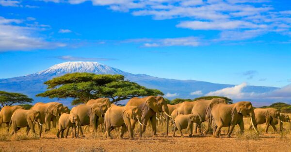 Papier peint Troupeau d'éléphants en safari