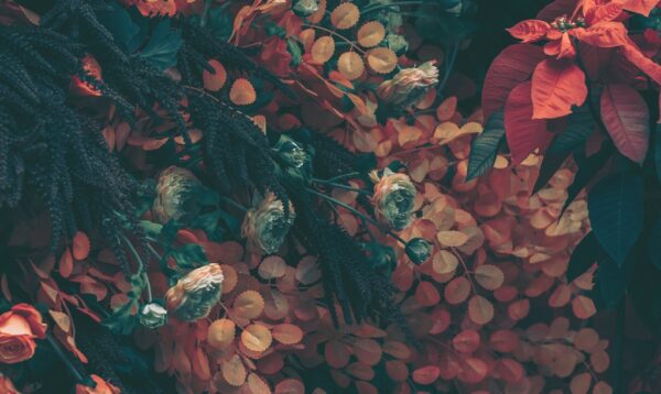Papier peint Arrangement de fleurs rouges
