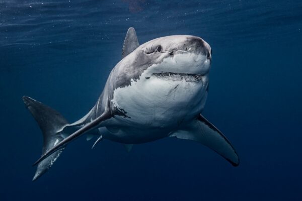 Papier peint Requin