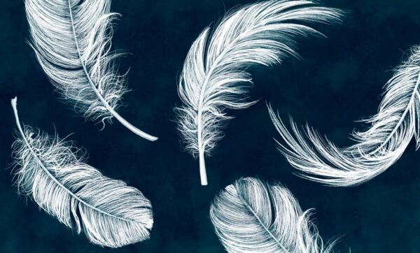 Papier peint Plumes blanches