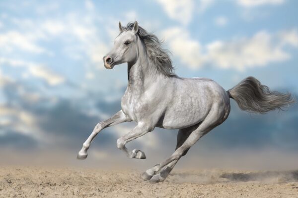 Papier peint Galop du matin