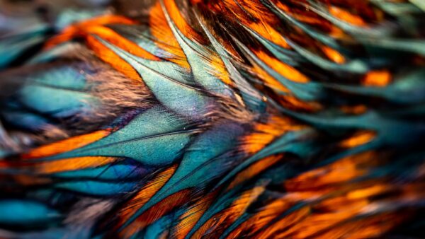 Papier peint Plumes colorées