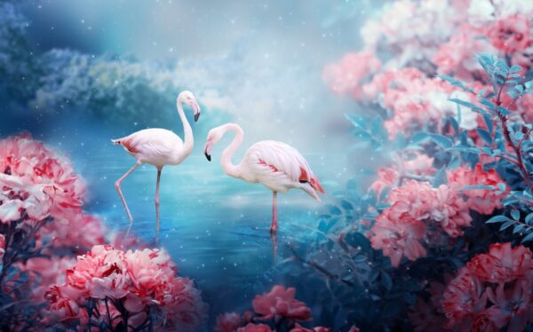Papier peint Une paire de flamants roses
