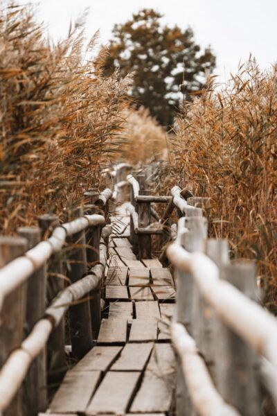 Papier peint Pont parmi les roseaux
