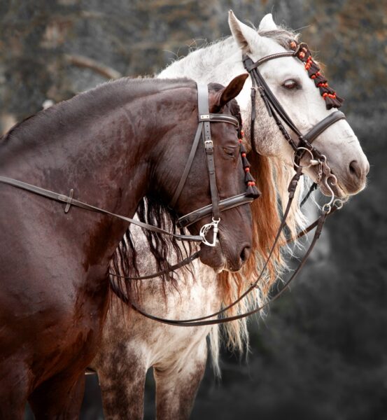Papier peint Portrait de cheval