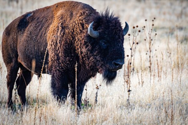 Papier peint Bison puissant