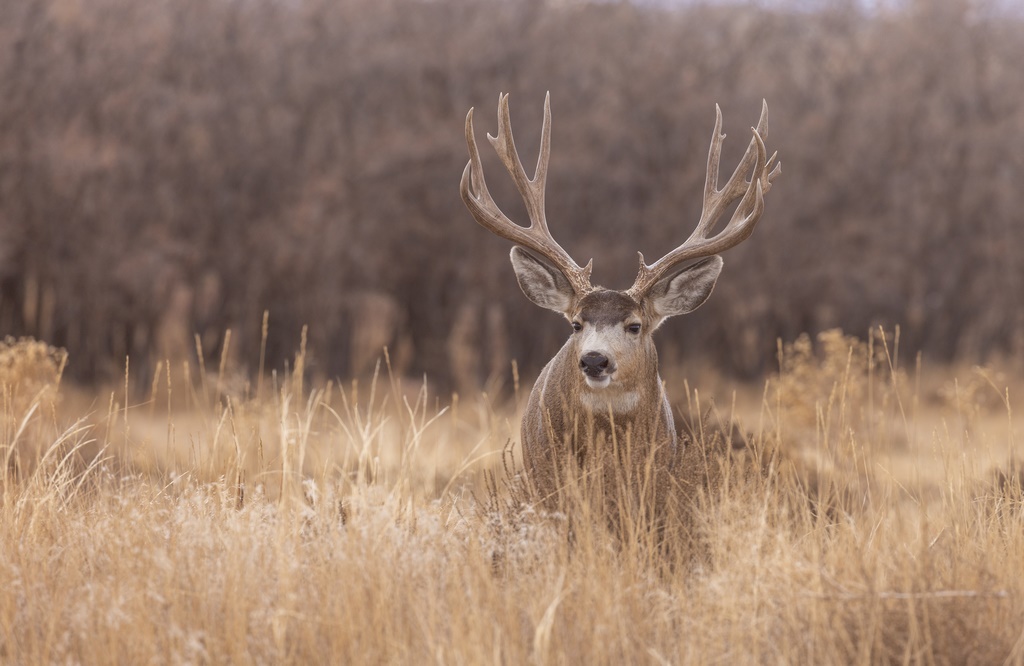 Mule Deer Buck in Colorado in Autumn