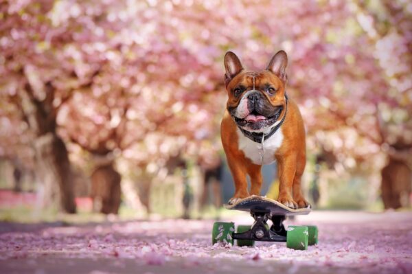 Papier peint Bouledogue sur une planche à roulettes
