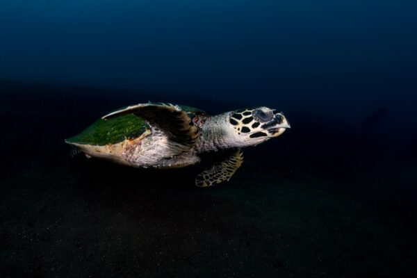 Papier peint Tortue et récif