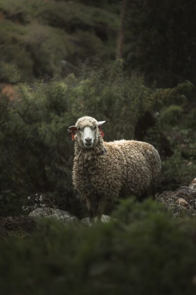 Papier peint Moutons parmi les buissons