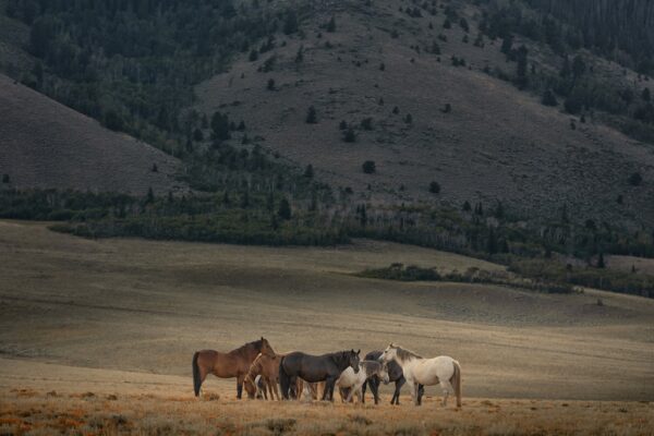 Papier peint Troupeau de chevaux sauvages