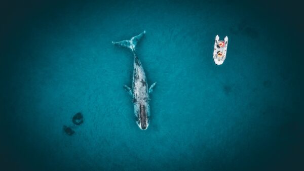 Papier peint Baleine bleue