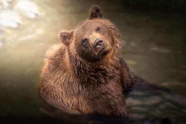 Papier peint Ours dans le bain