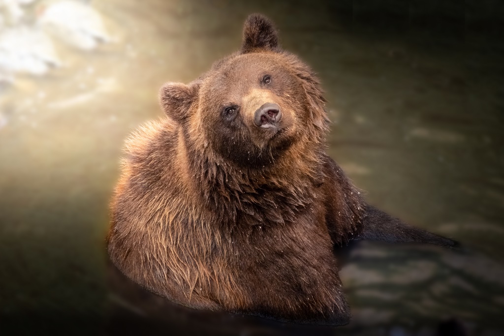 Beautiful wild brown bear looking at camera while swimming
