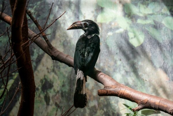 Papier peint Oiseau noir