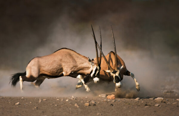Papier peint Combattre les gazelles