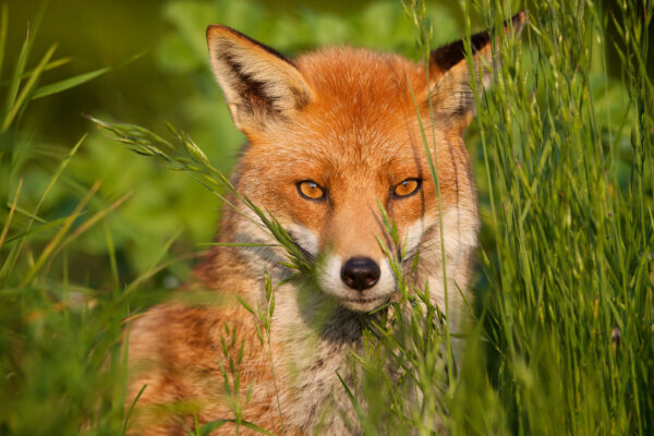 Papier peint Le look du Renard Roux