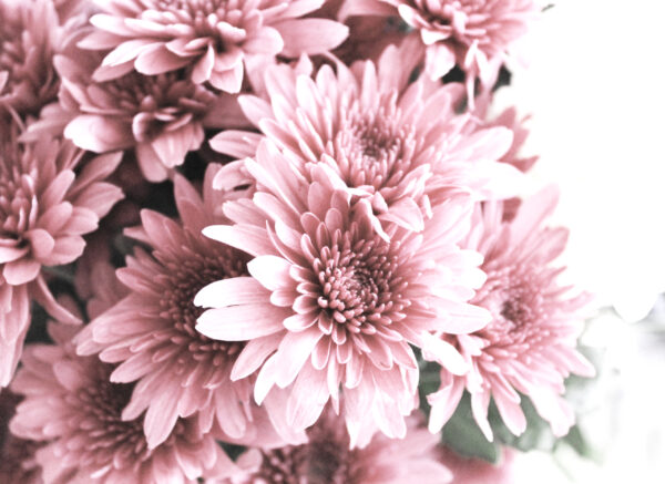 Papier peint Fleurs roses