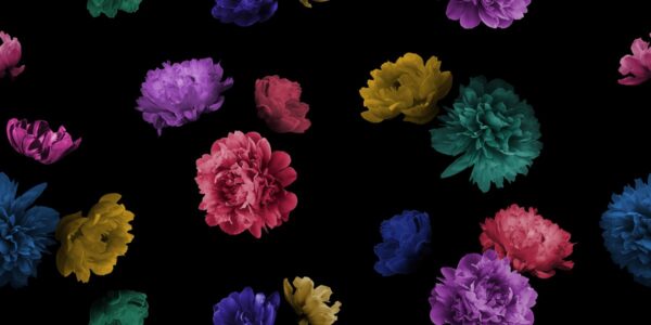 Papier peint Fleurs colorées sur fond noir