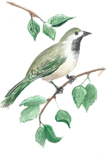 Papier peint Oiseau vert