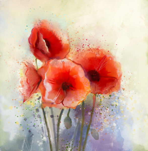 Papier peint Coquelicots des champs